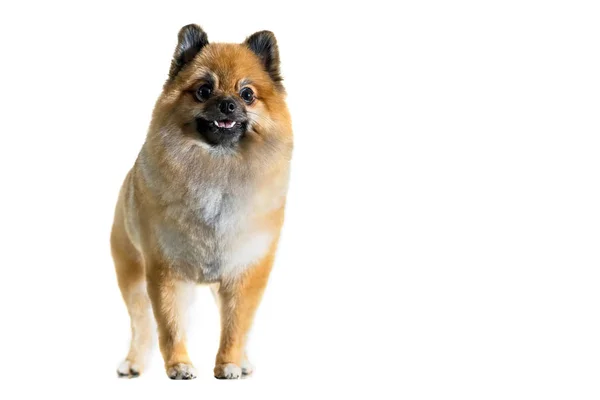 Söt Pomeranian Hund Isolerad Vit Bakgrund — Stockfoto