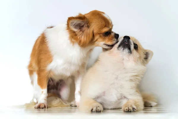 Sød Chihuahua Hunde Hvid Baggrund - Stock-foto