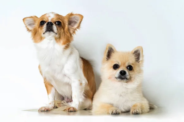 Cute Two Chihuahua Dogs White Background — Stock Photo, Image