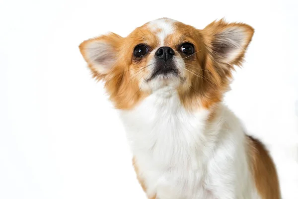 Cão Chihuahua Bonito Isolado Fundo Branco — Fotografia de Stock