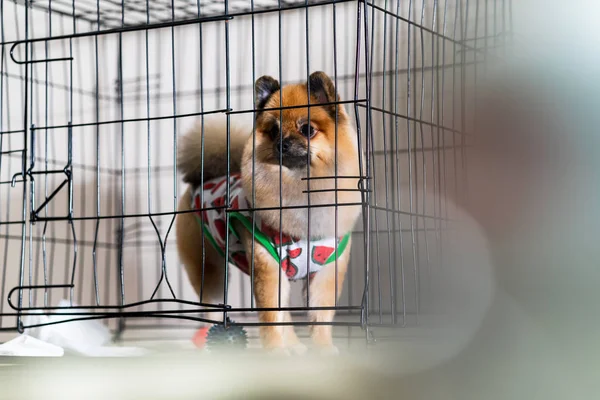 Cute pomeranian dog in the cage in the beauty salon for dogs