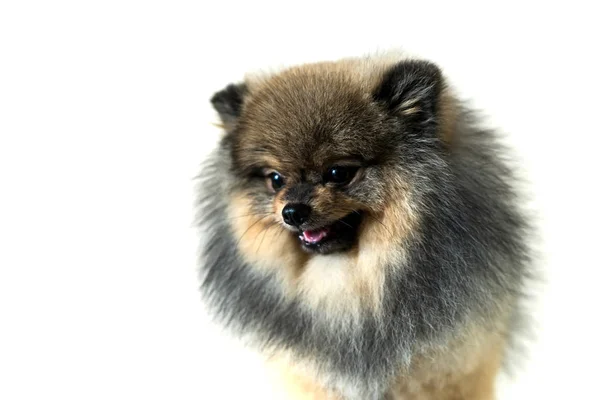Söt Pomeranian Hund Isolerad Vit Bakgrund — Stockfoto