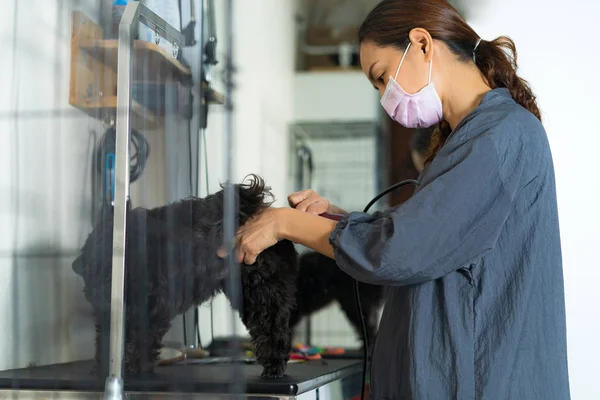 Female Groomer Cutting Hair Small Dog Salon Beauty Salon Dogs — Stock Photo, Image