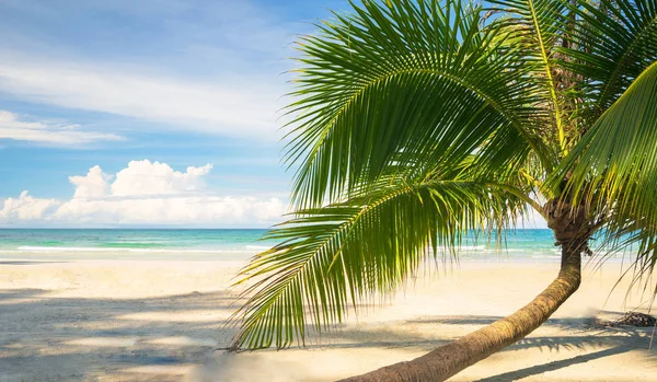 Beautiful Tropical Beach Sea Coconut Palm Tree Blue Sky — Stock Photo, Image