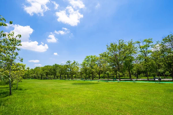 Gras Und Grüne Bäume Schönen Park Unter Blauem Himmel — Stockfoto