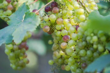 Bağ ile kırsal kesimde beyaz şaraplık üzüm asma bekle, Sunny demet