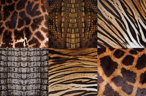Animal skin background, Tiger, Crocodile, Giraffe