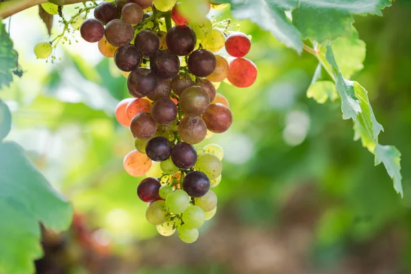 Vineyard with white wine grapes in countryside, Sunny bunches of grape hang on the vine