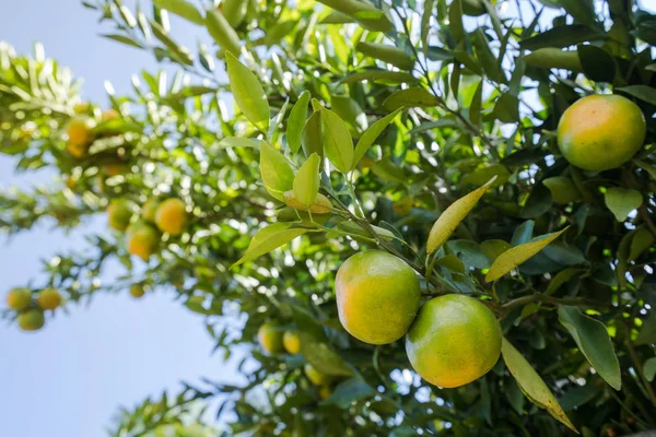 挂在一棵树上的脐橙成熟 — 图库照片