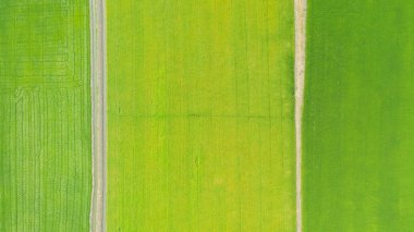 Sarı ve yeşil pirinç tarlaları hava Üstten Görünüm