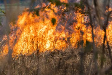 Ormanın içinde alevler yanan orman yangını,