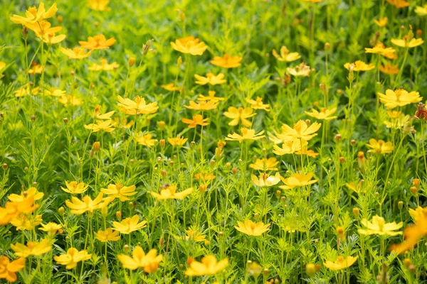 Sarı Cosmos Çiçek Arka Plan — Stok fotoğraf