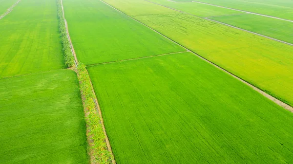 黄色と緑の田んぼの空撮 — ストック写真