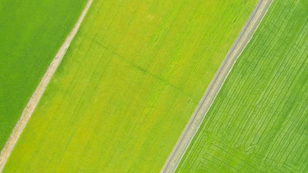 黄色と緑の田んぼの上空のトップ表示 — ストック写真