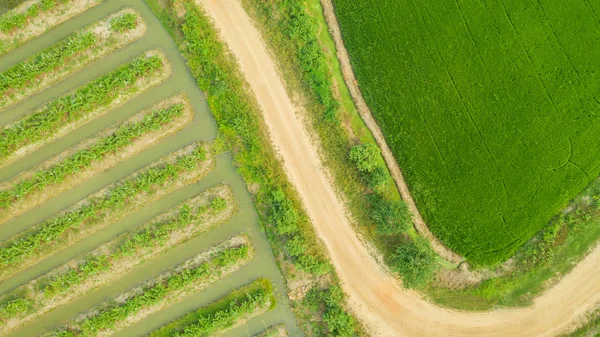 緑の農業地域の航空のトップ ビュー — ストック写真