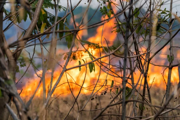 在森林里燃烧的火焰 — 图库照片