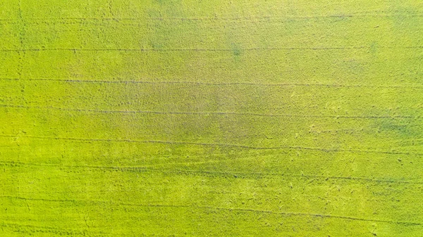 黄色と緑の田んぼの上空のトップ表示 — ストック写真