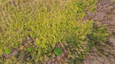 Hava üstten görünüm orman, doğal park arka plan
