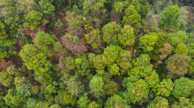 Hava üstten görünüm orman, doğal park arka plan