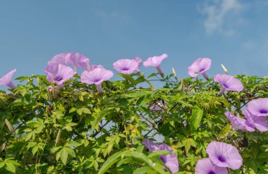 Mavi gökyüzünün altında mor çiçekler