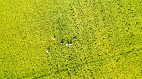 Luchtfoto Bovenaanzicht Van Boer Werken Rijstvelden — Stockfoto