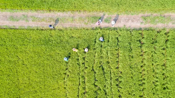 農民の田んぼ作業の空中のトップ ビュー — ストック写真