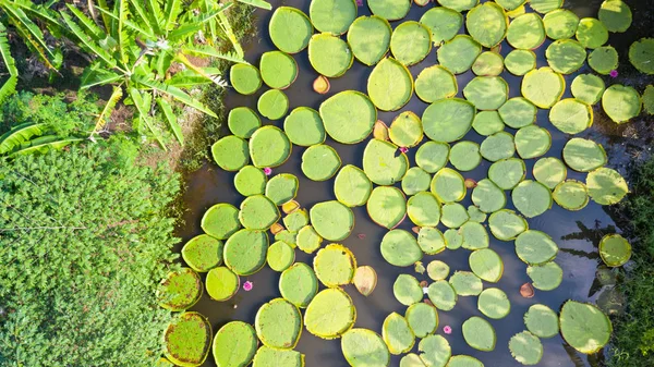 Aerial Photo Top View Victoria Water Lilies — Stock Photo, Image