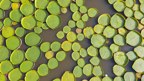 Aerial Photo Top View Victoria Water Lilies — Stock Photo, Image