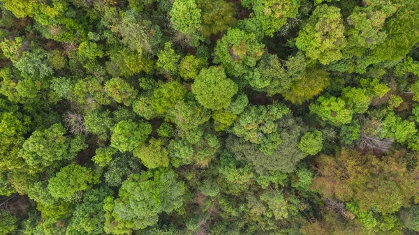 空中顶视图森林 自然公园背景 — 图库照片