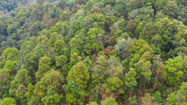 Hava Üstten Görünüm Orman Doğal Park Arka Plan — Stok fotoğraf