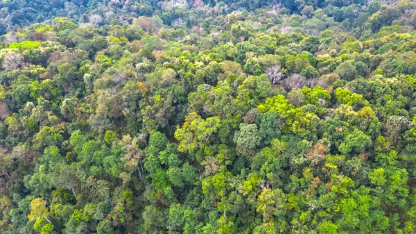 Hava Üstten Görünüm Orman Doğal Park Arka Plan — Stok fotoğraf