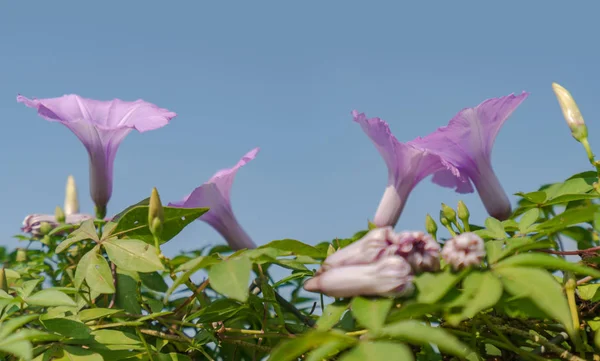 Mavi Gökyüzünün Altında Mor Çiçekler — Stok fotoğraf