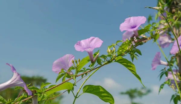 蓝色天空下的紫花 — 图库照片