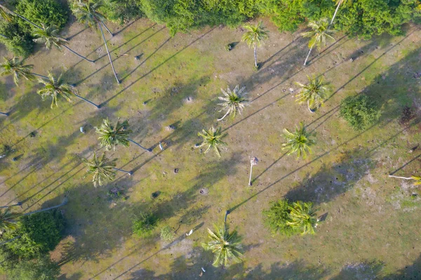 Aerial top view of cows in a coconut plantation — Stock Photo, Image