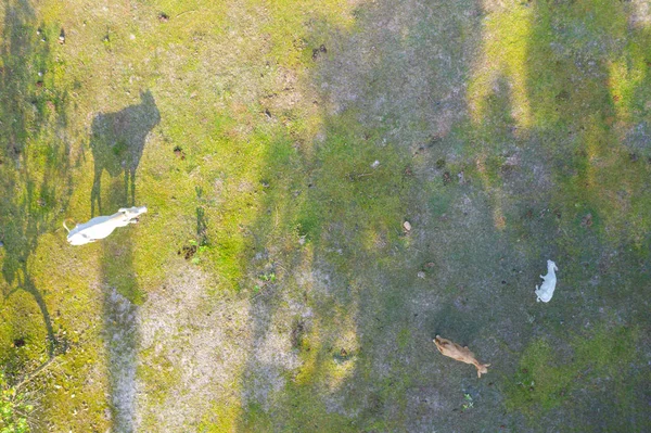 Vista aérea de las vacas en el prado verde — Foto de Stock