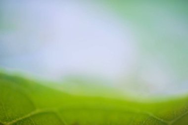 Yaz gündoğumu backgro soyut bulanık güzel yeşil ışık