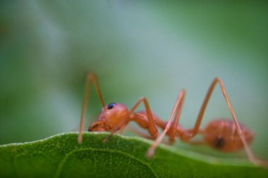 Yeşil yapraklarda karıncalar makro