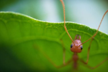 Yeşil yapraklarda karıncalar makro
