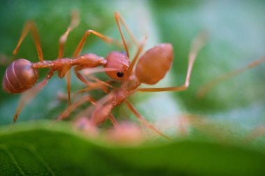 Yeşil yapraklarda karıncalar makro