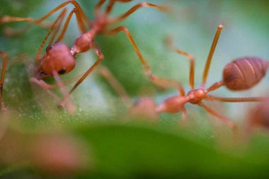 Yeşil yapraklarda karıncalar makro
