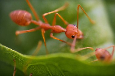 Yeşil yapraklarda karıncalar makro