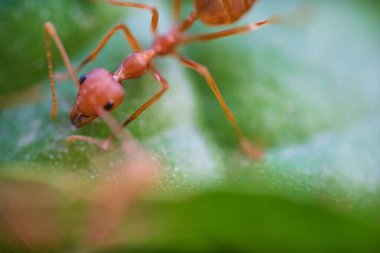 Yeşil yapraklarda karıncalar makro