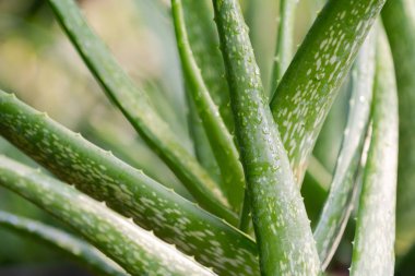 Aloe Vera Fabrikası 'nı kapatın.