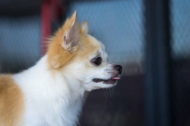 Masada uzun saç chihuahua köpek