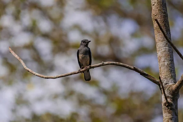 Vogel op de boom — Stockfoto