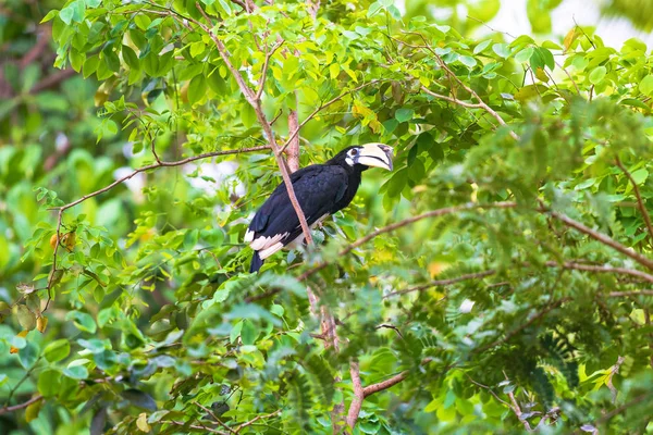 Neushoornvogel op de boom — Stockfoto