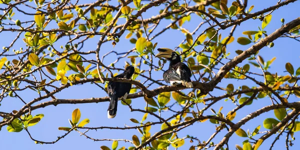 Neushoornvogel op de boom — Stockfoto