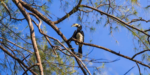 Hornbill na stromě — Stock fotografie