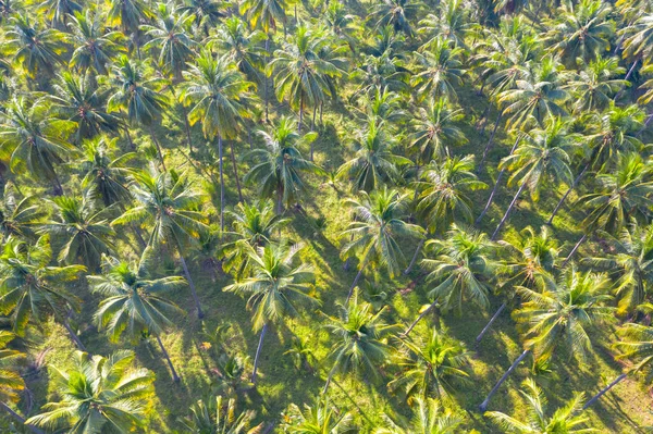 Кокосовые плантации зеленые поля сельское хозяйство промышленности в T — стоковое фото