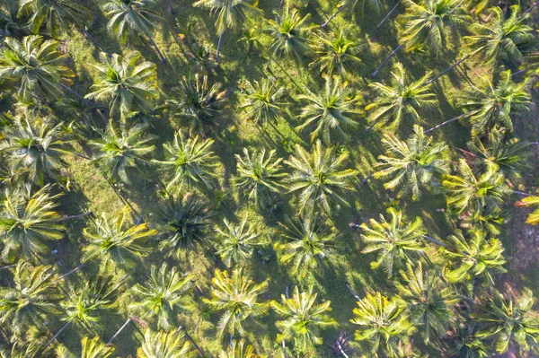 Kokosnussplantage grüne Feld Landwirtschaft Landwirtschaft Landwirtschaft Landwirtschaft in t — Stockfoto